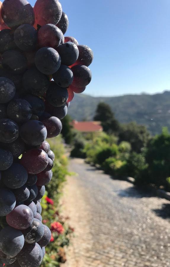 Private Douro- Quinta Das Susandas Mesão Frio Zewnętrze zdjęcie