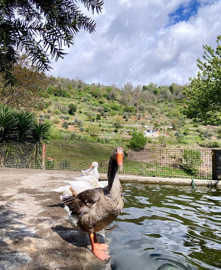 Private Douro- Quinta Das Susandas Mesão Frio Zewnętrze zdjęcie